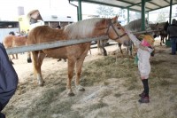 Targi Końskie - Wstępy 2015; 14