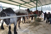 Targi Końskie - Wstępy 2015; 15