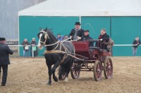 Targi Końskie - Wstępy 2015; 18