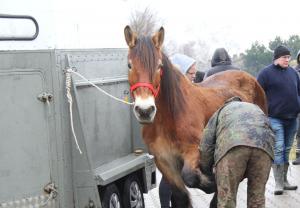 Ruszył Skaryszewski Jarmark Koński