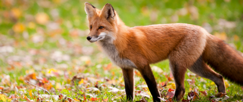 Kolejne przypadki wścieklizny u zwierząt wolno żyjących na terenie województwa mazowieckiego.