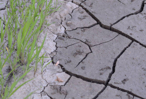 Uwaga, pomoc dla rolników!